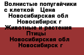 Волнистые попугайчики с клеткой › Цена ­ 2 000 - Новосибирская обл., Новосибирск г. Животные и растения » Птицы   . Новосибирская обл.,Новосибирск г.